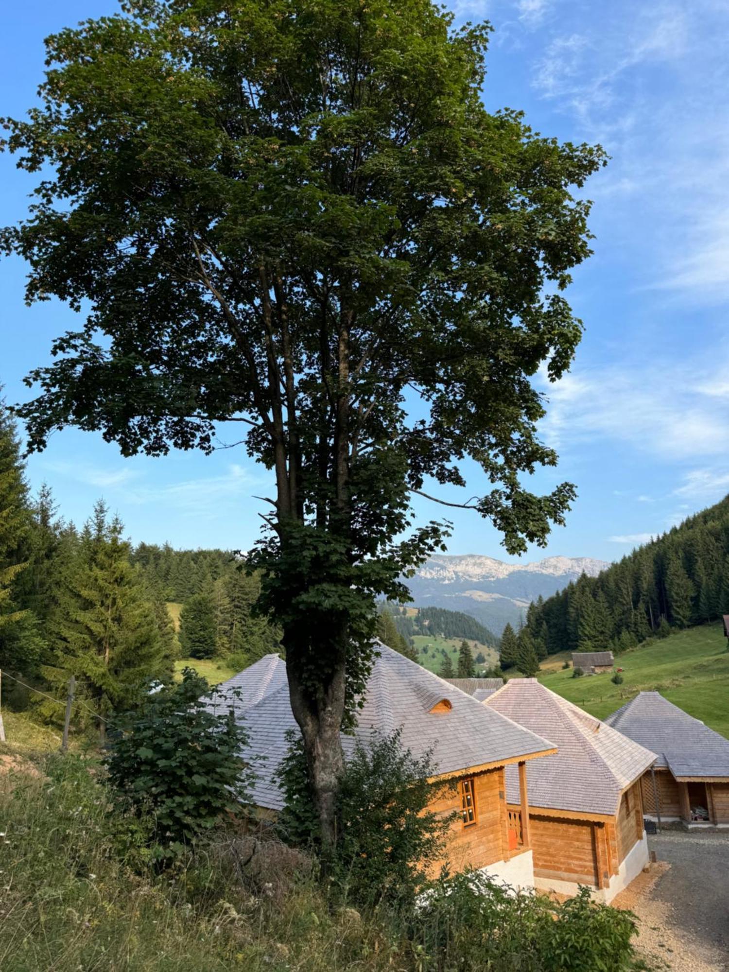 Andolia Villa Moeciu De Sus Eksteriør bilde